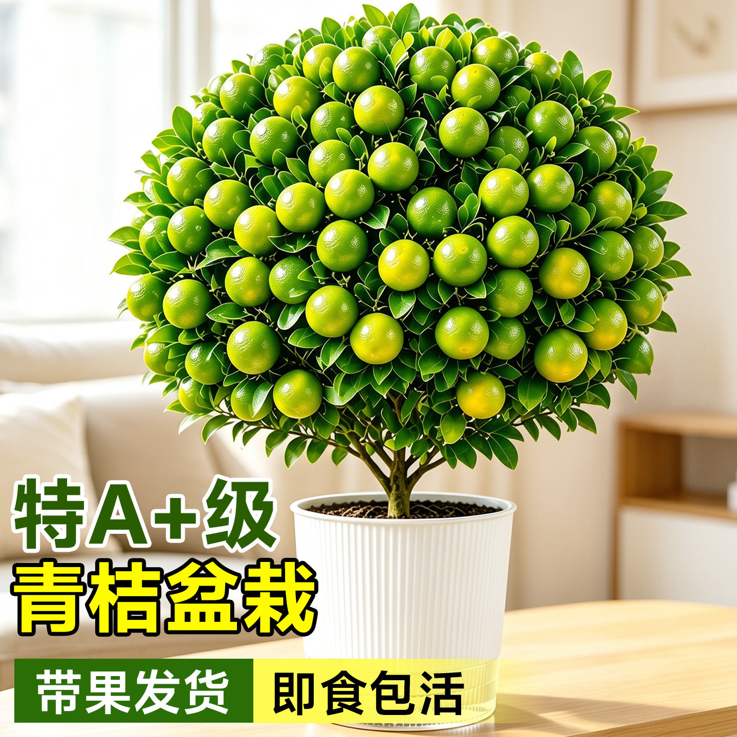 青桔盆栽室内香水柠檬树苗桌面绿植高级感客厅阳台植物果树果苗图片