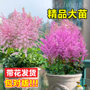 落新妇花苗多年生花卉绿植室内阳台盆栽庭院地栽植物四季耐阴好养