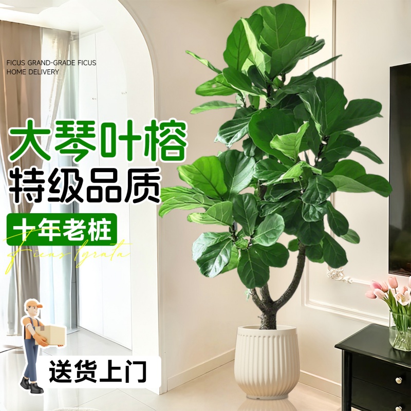 老桩琴叶榕盆栽客厅绿植不活包赔