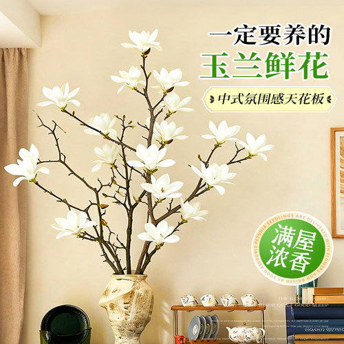 【遇水即爆花】到家即赏花期超长