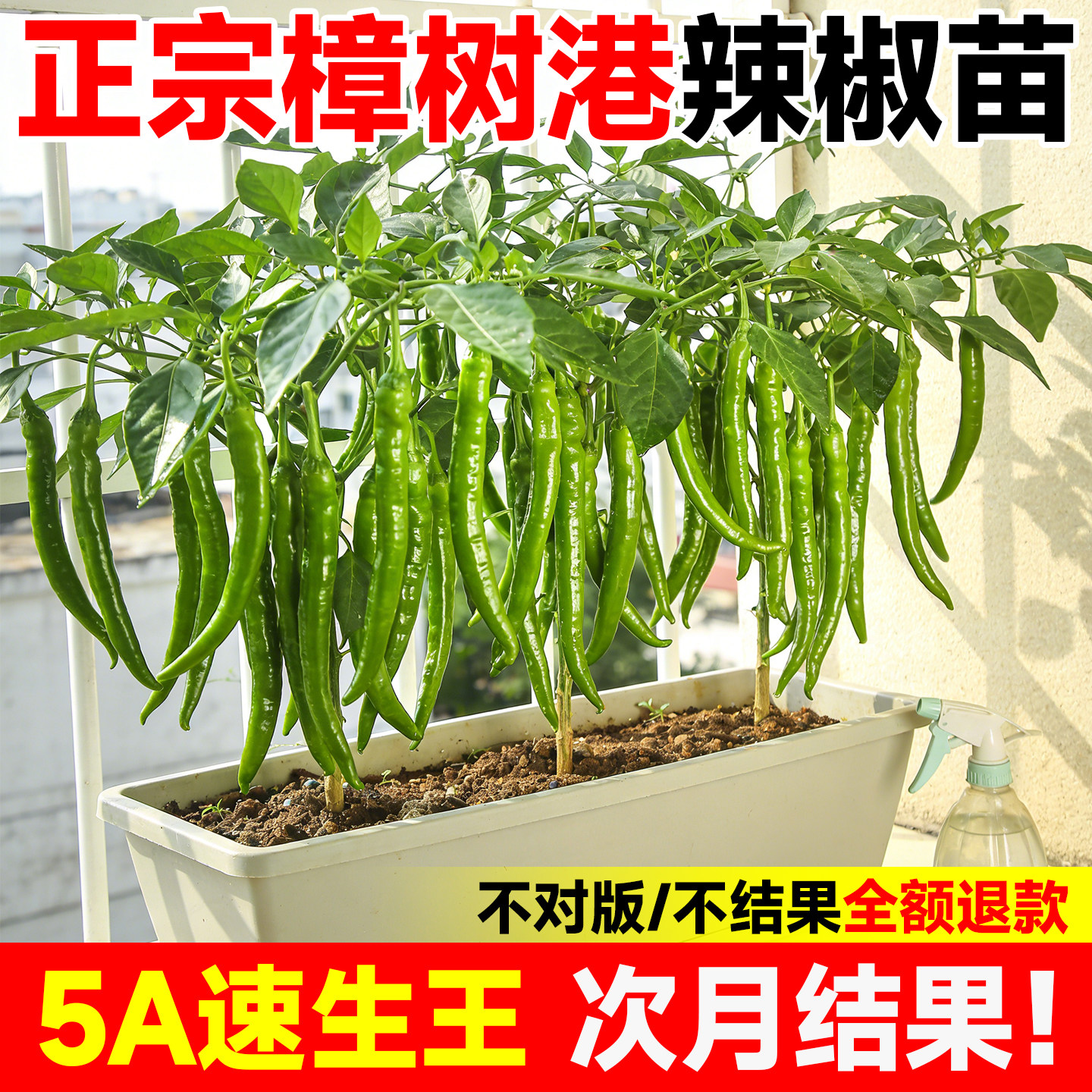 5A樟树港辣椒苗湖南产假一赔十图片