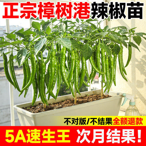 5A樟树港辣椒苗湖南产假一赔十