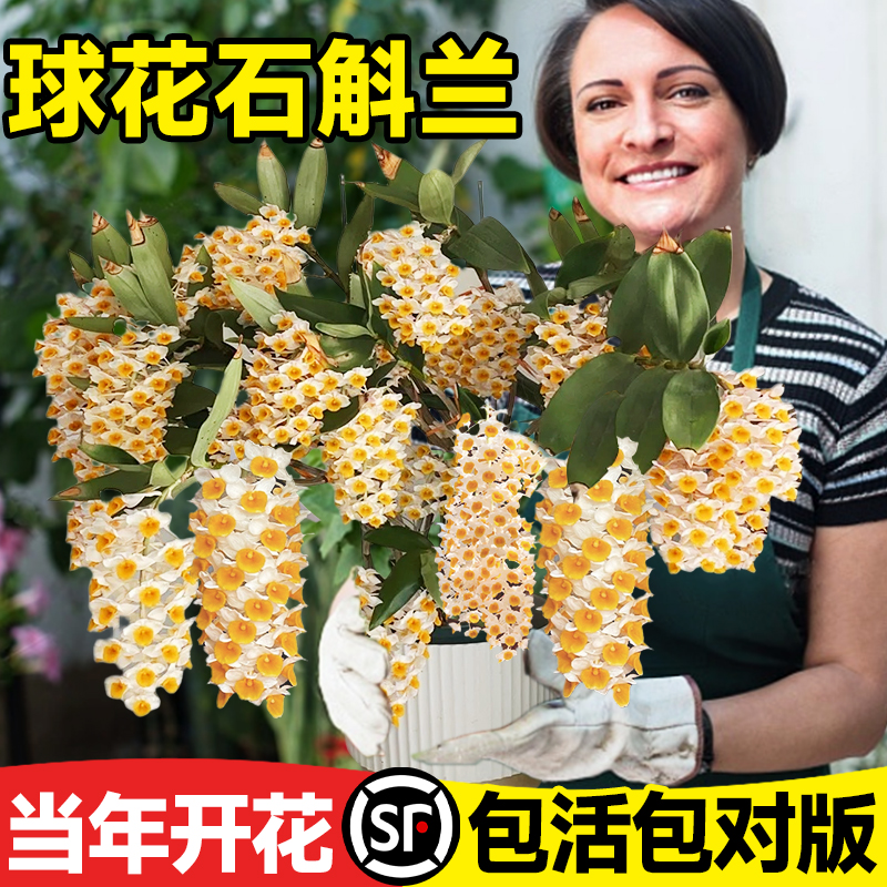 【精品】球花石斛四季花开超多