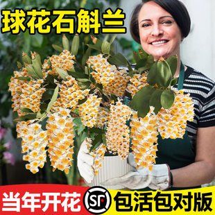 球花石斛兰盆栽带花客厅阳台室内兰花绿植四季花卉开花好养活植物