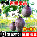 不断结果黄金百香果树苗南方北方种植盆栽 紫香百香果嫁接树苗四季