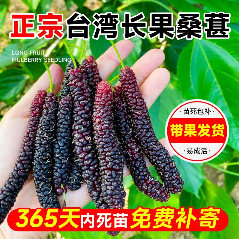 台湾长果桑葚树苗盆栽四季结果