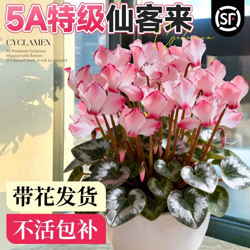 5A仙客来盆栽带花发货收到即赏