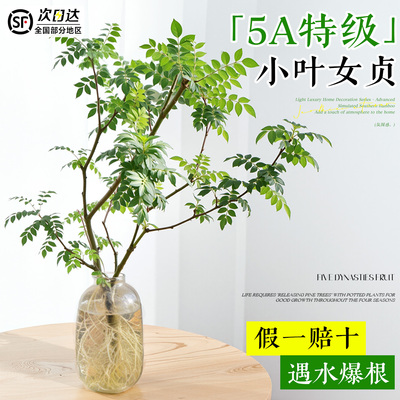 【全网热销8万+】水培小叶女贞