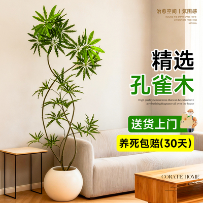 孔雀木绿植盆栽好养客厅高级感