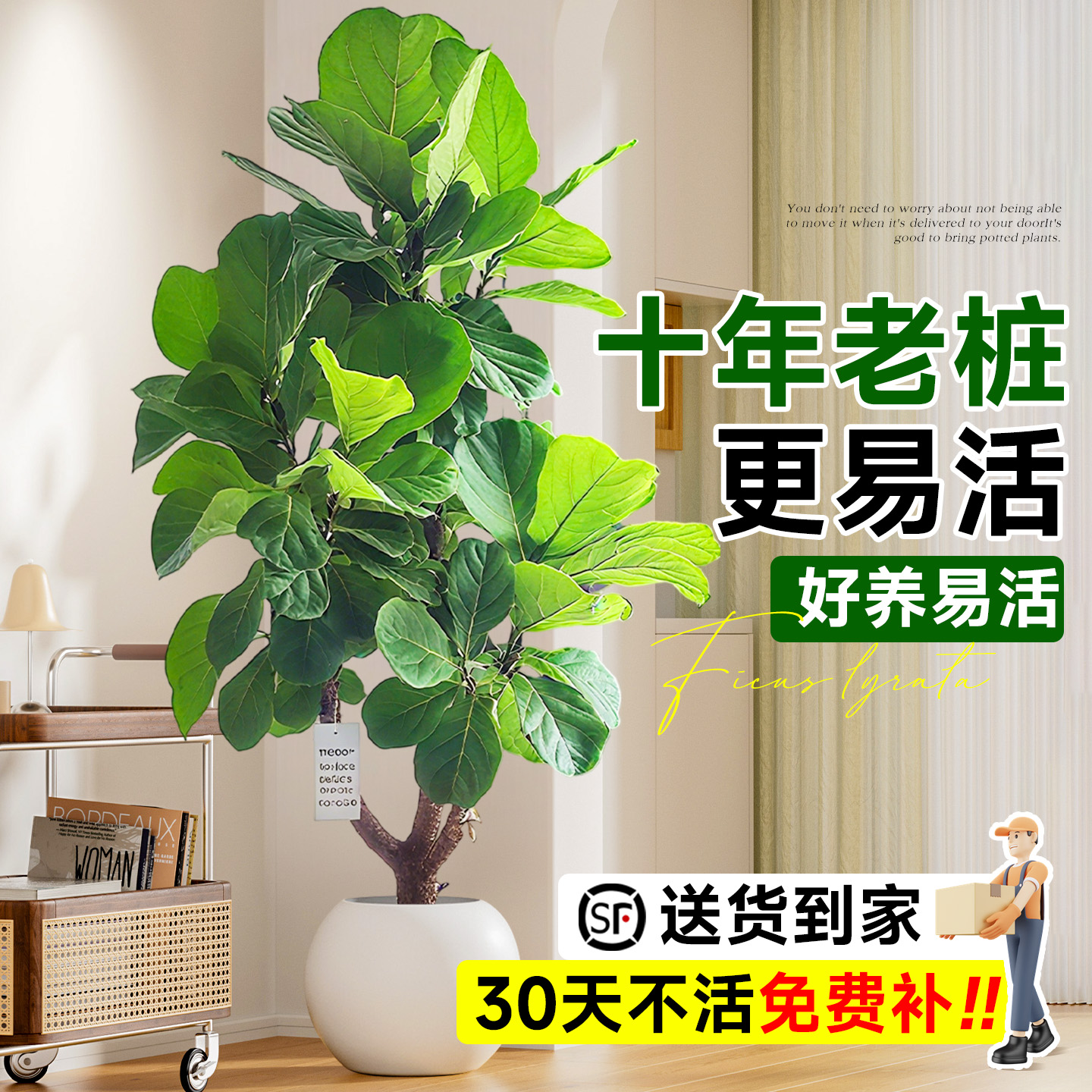 【十年老桩】琴叶榕客厅盆栽