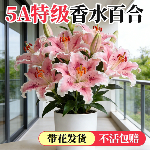 【5A特级】香水百合盆栽爆花发货