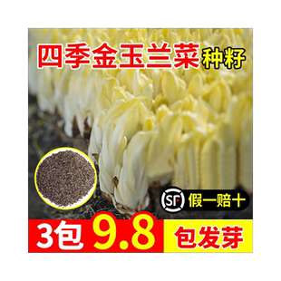 金玉兰菜种子根苗软化菊苣种籽苦苣蔬菜苗种孑四季庭院种植农作物