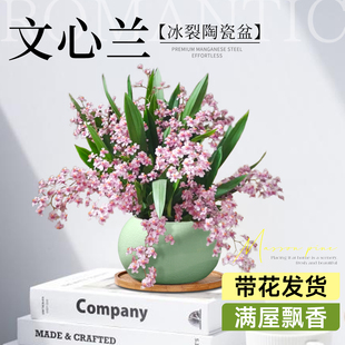 文心兰盆栽带花苞香水梦香兰室内开花卉植物阳台耐寒绿植秋冬兰花