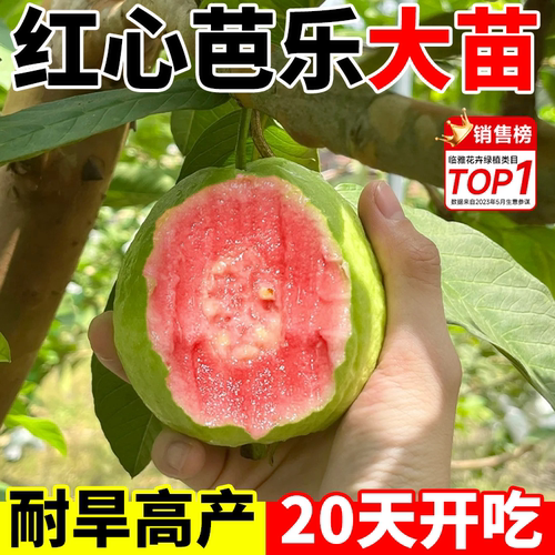 四季红心无籽番石榴树苗巴乐水果