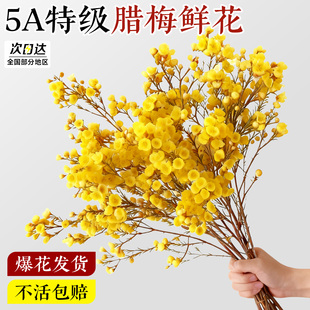 腊梅鲜花水培植物家用插花鲜切花客厅花卉基地直发花束干枝花绿植