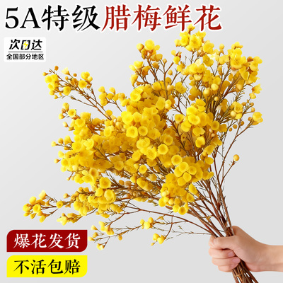 【全网热销8万+】腊梅鲜花带花苞