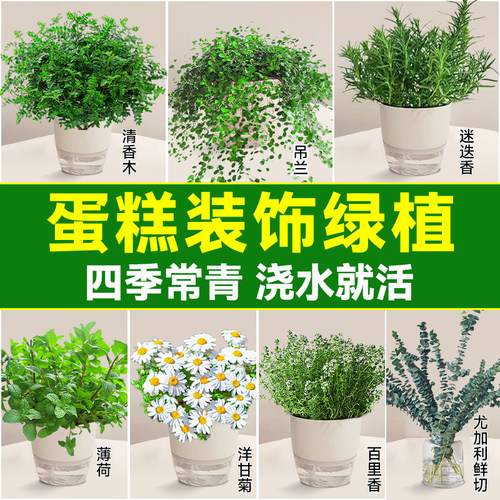 【好养包活】蛋糕装饰绿植盆栽