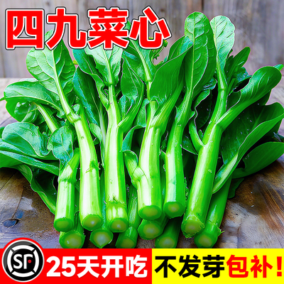 广东四九菜心种子速生四季播