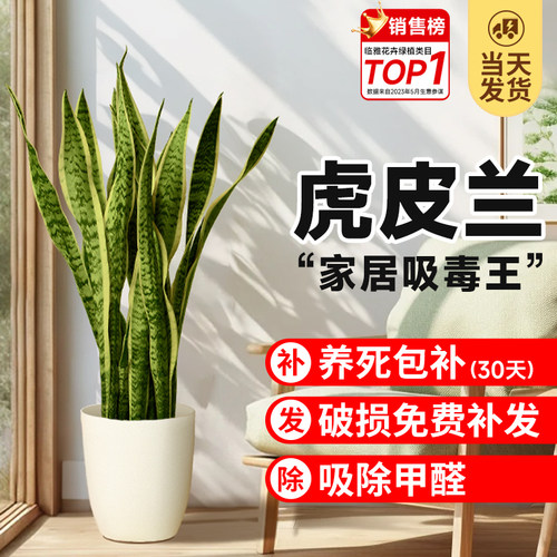 金边虎皮兰绿植大型植物盆栽