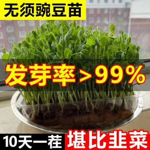 四季 豌豆种籽水培豌豆尖种孑子阳台盆栽种植甜豌豆芽菜苗蔬菜大全