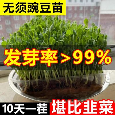 四季豌豆尖种籽专用于采收豆尖苗