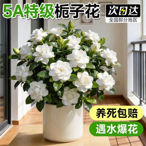 【5A特级栀子花】养不活免费补发
