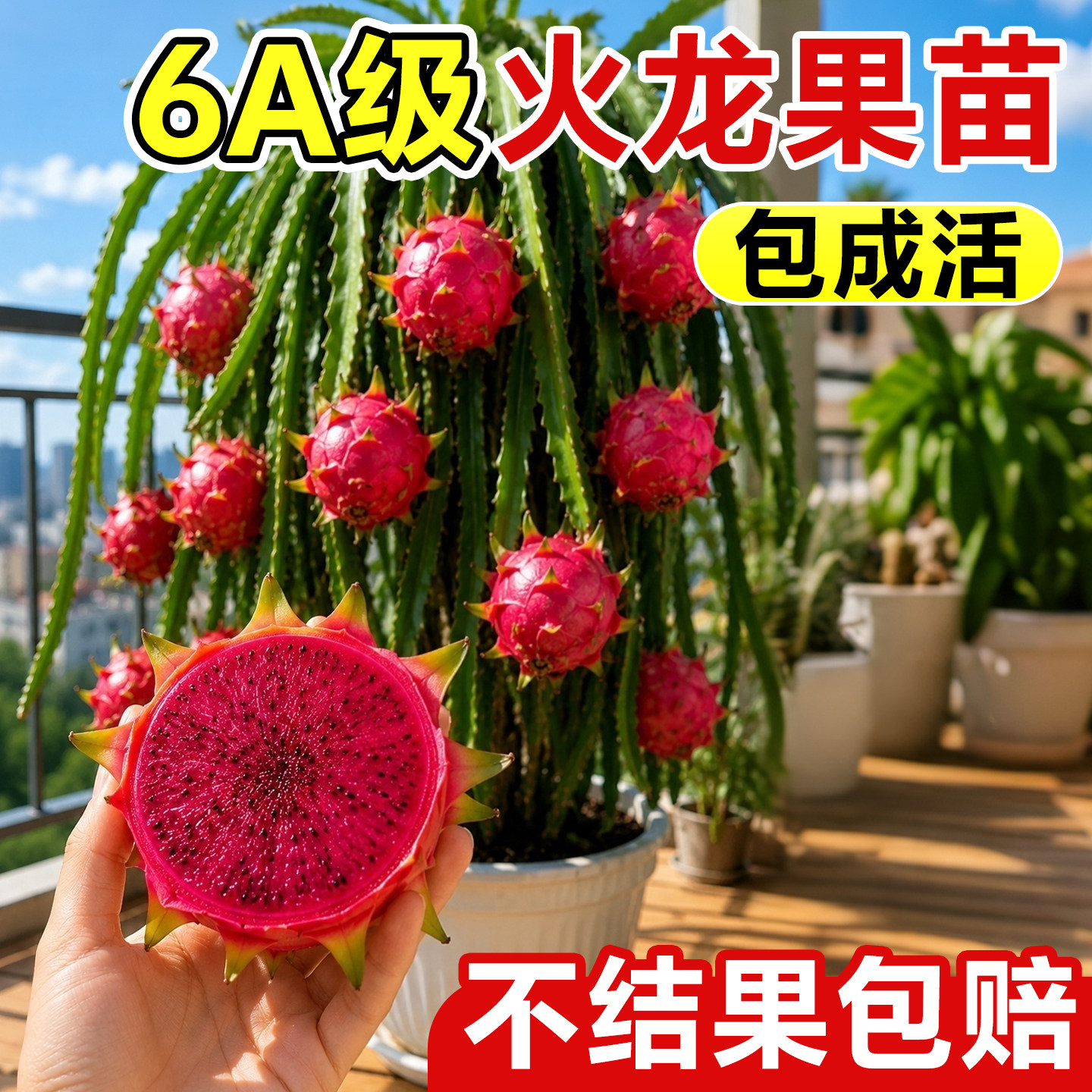 【不活包赔】火龙果树苗四季结果图片