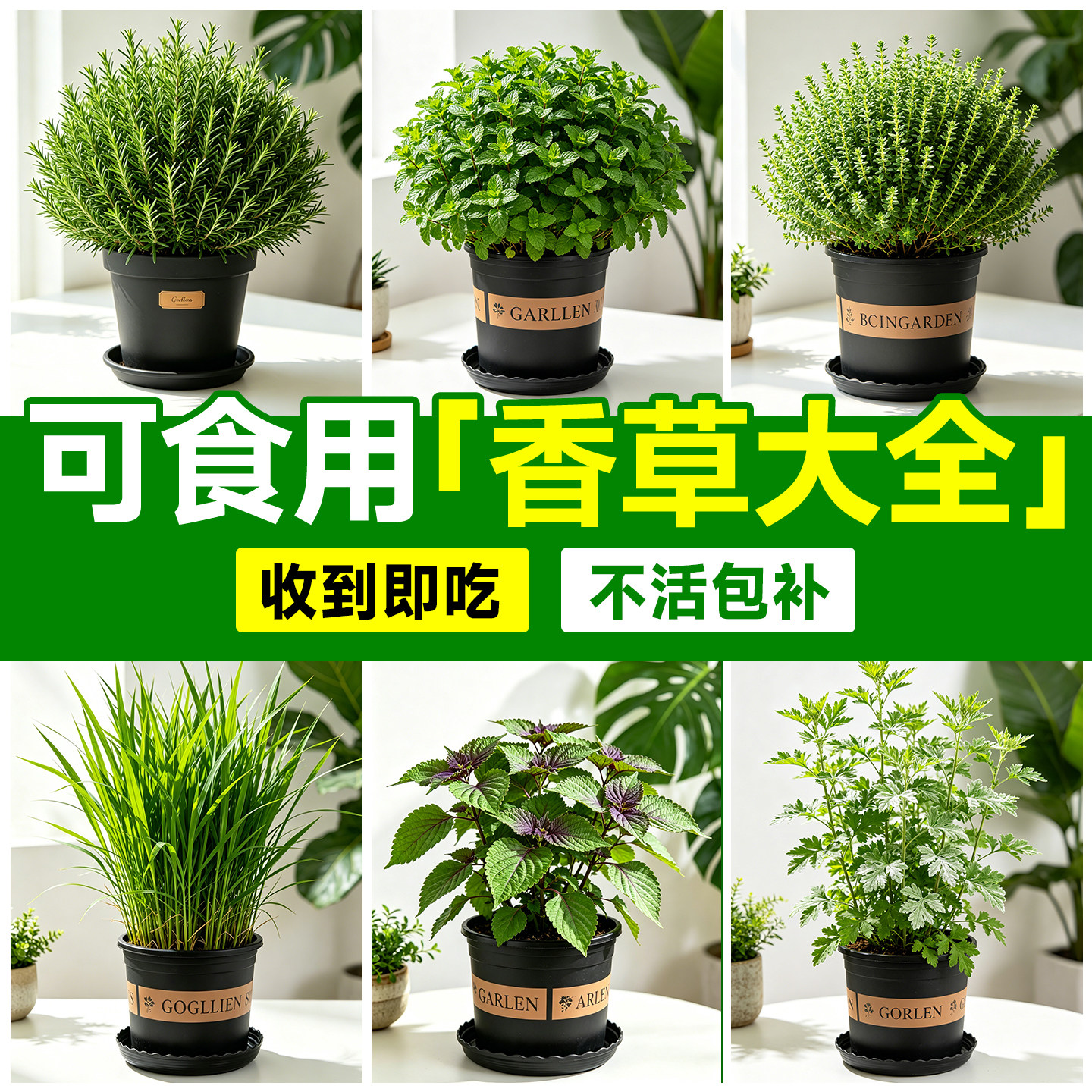 薄荷迷迭香紫苏九层塔罗勒百里香可食用香草盆栽室内驱蚊草绿植物