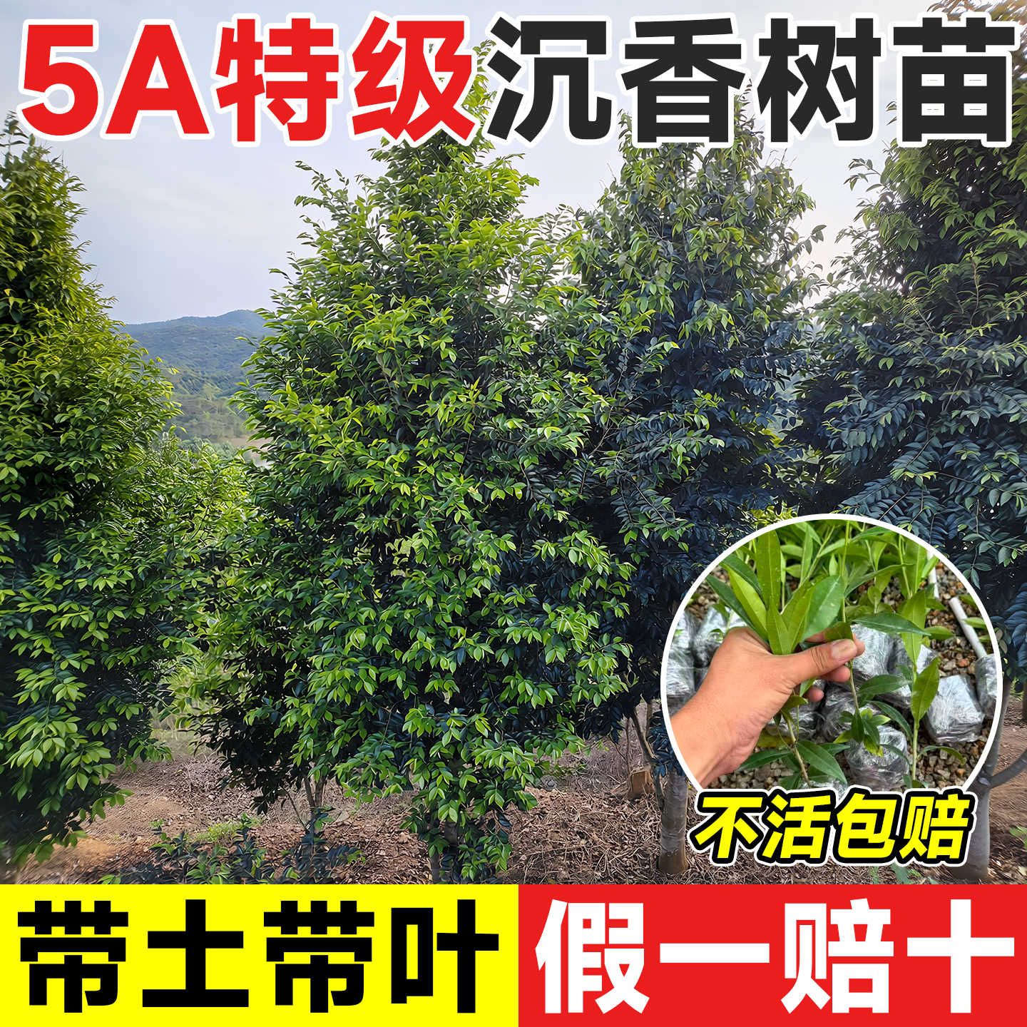 5A特级沉香树苗四季好养不活包补
