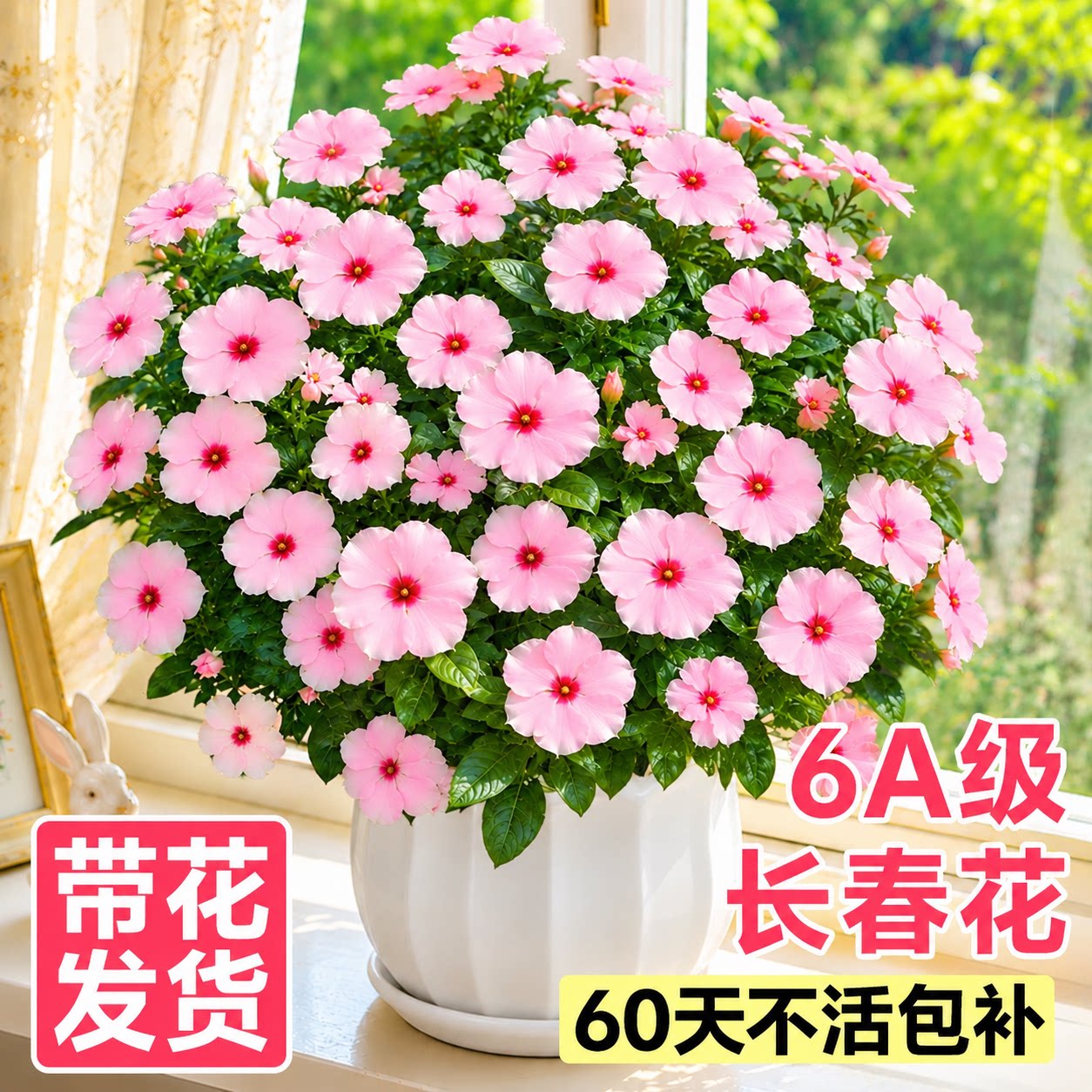 长春花盆栽带花苞四季开花阳台客厅观花植物天天开花卉绿植好养苗