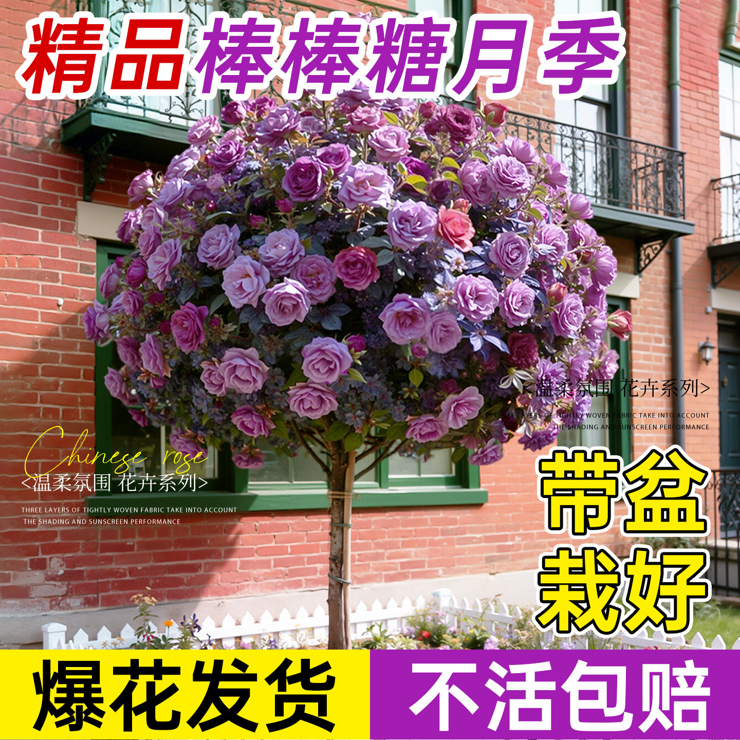 棒棒糖月季嫁接老桩特大花树盆栽图片