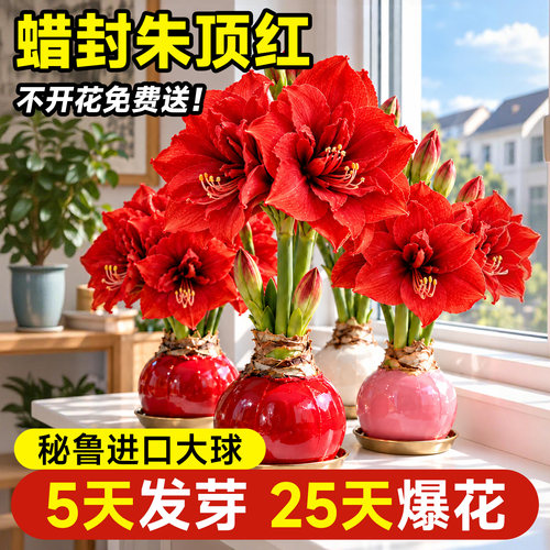 【25天爆花】进口朱顶红重瓣带芽