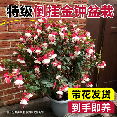 倒挂金钟带花苞带花发货室内植物