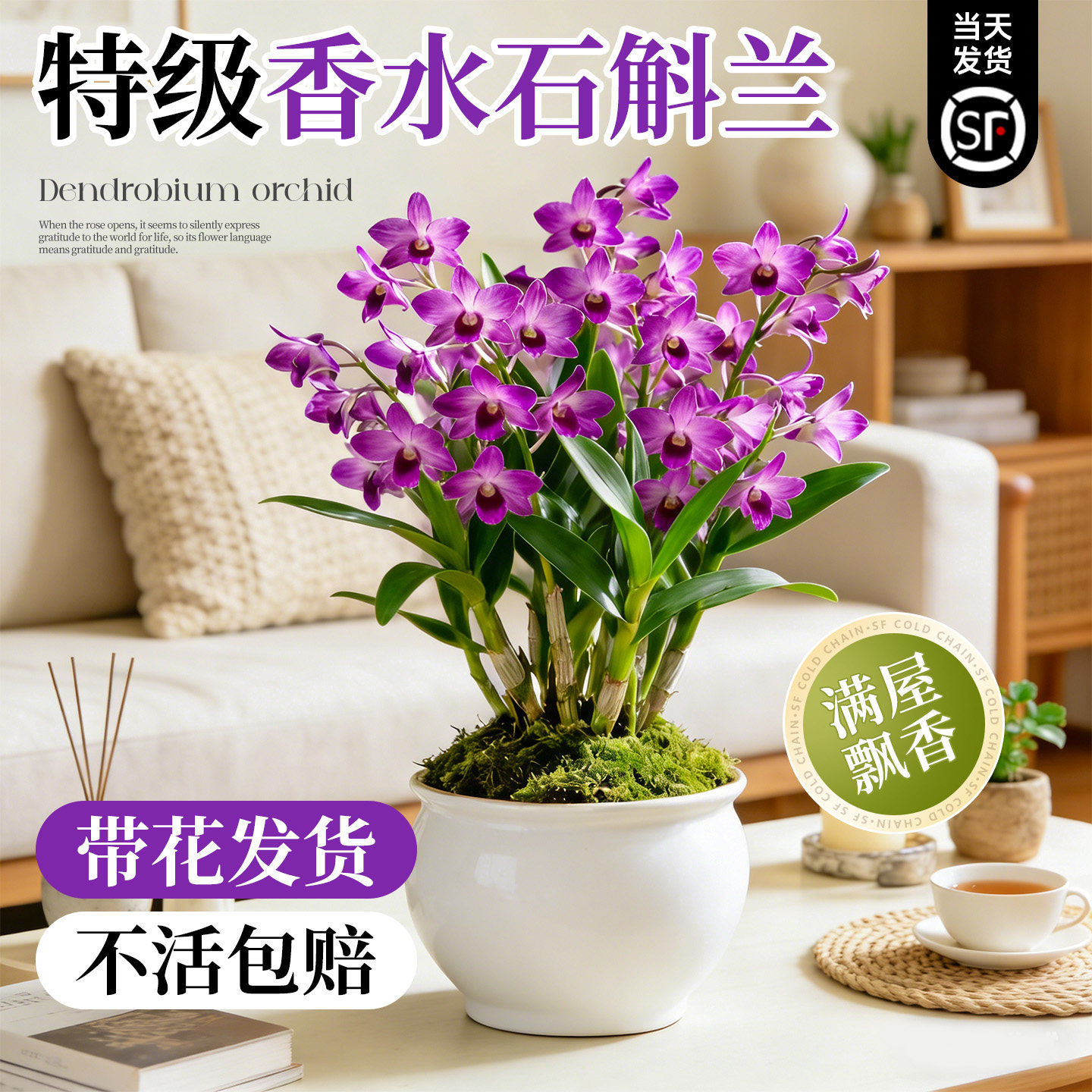 七彩香水石斛兰盆栽带花水培四季开花浓香型客厅室内桌面花卉好养