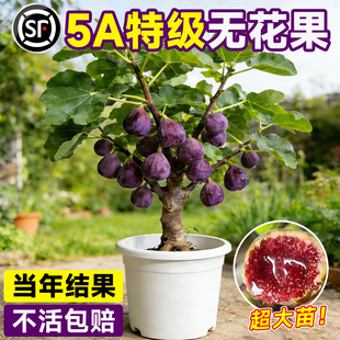 无花果树果苗特大果格莱斯嫁接矮化南北种植庭院阳台盆栽当年结果
