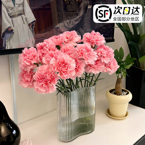 康乃馨鲜切花水培植物家用插花