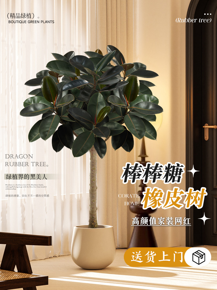 橡皮树黑金刚像皮树客厅大盆栽棒棒糖老桩象皮树绿植室内大型真树
