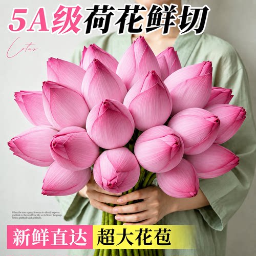荷花鲜花大花现采现发冷链直达
