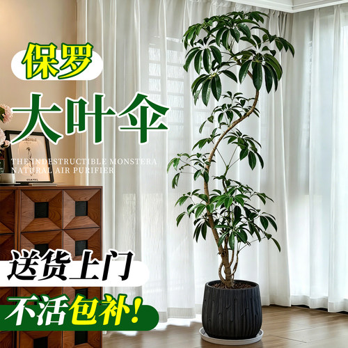 日本大叶伞保罗老桩落地盆栽好养