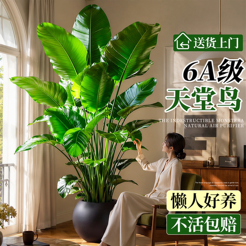 【6A特级天堂鸟】不活包赔送上门