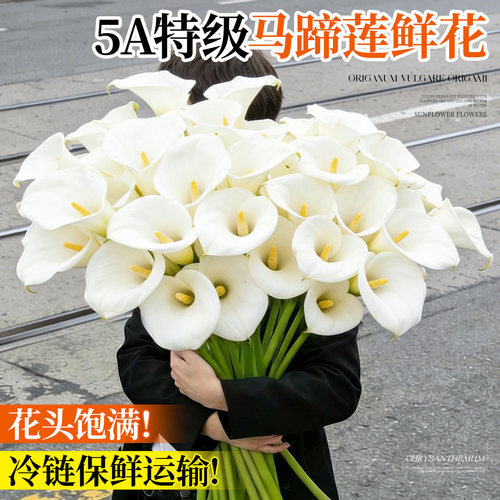 【法式浪漫】5A特级马蹄莲鲜切花