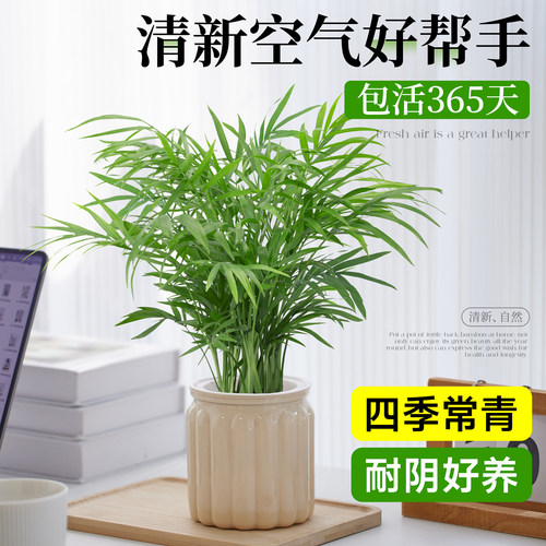 袖珍椰子清新空气水培好养