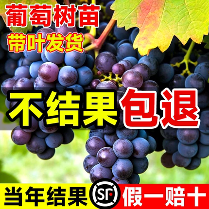 葡萄树苗适合南方种的葡萄巨峰阳光玫瑰夏黑无籽北方耐寒老桩果树