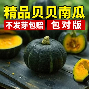 贝贝南瓜种籽精品蔬菜种子迷你板栗小南瓜苗阳台四季 种植种孑大全