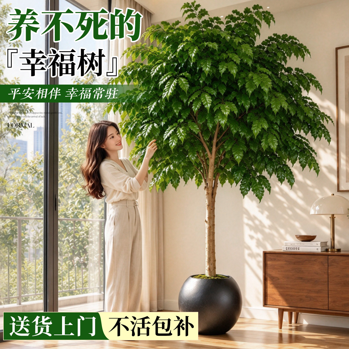 幸福树客厅大盆栽绿植室内高级感老桩大棵大型植物平安树四季好养