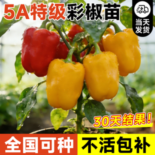 彩椒苗盆栽特大高产辣椒苗甜椒灯笼椒太空椒秧苗蔬菜苗高产四季