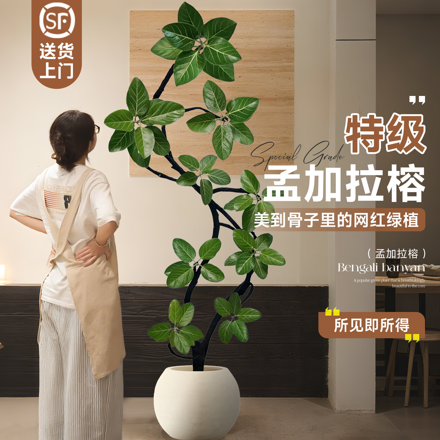 【特级孟加拉榕】氛围感天花板