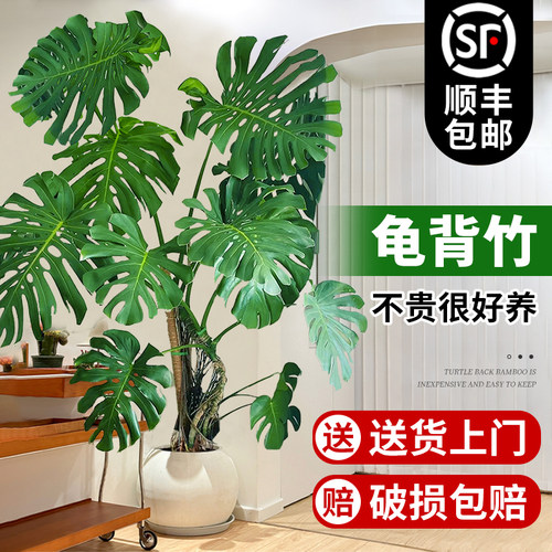 龟背芋客厅大盆栽室内客厅大叶老桩植物电视柜旁边大型绿植落地