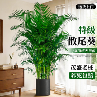 散尾葵客厅绿植高级感室内大型盆栽轻奢植物办公室落地高端好养活