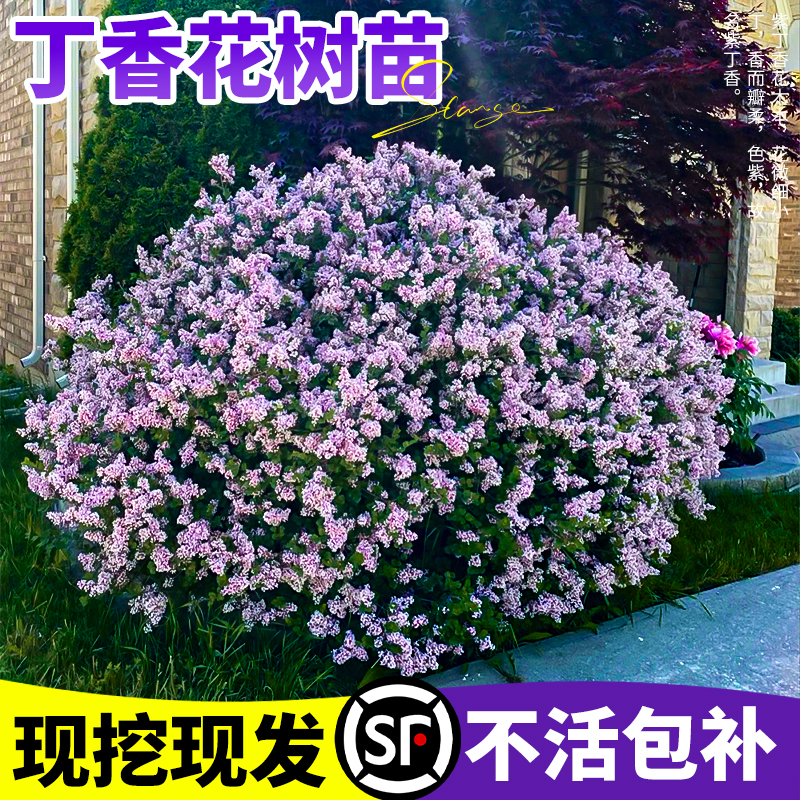 丁香花树苗四季花卉耐寒丛生地盆栽庭院室内外紫白色浓香欧洲花苗